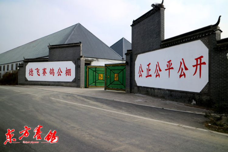 浙江德飞赛鸽公棚路线,浙江德飞赛鸽公棚直播