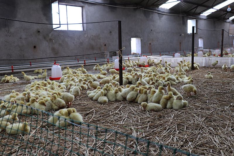 大叔养殖会飞的鹅被大雁拐跑,东北大爷养大鹅让大雁带走3000只