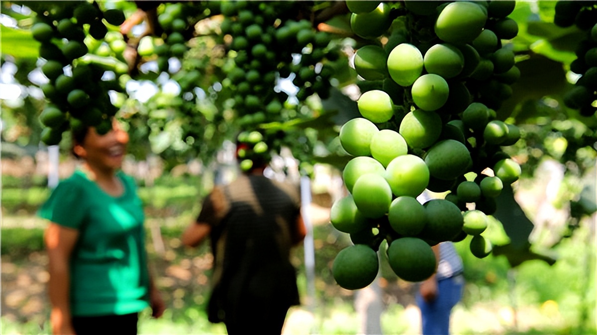 云南省宣威市凤凰镇大坡村,大坡村葡萄