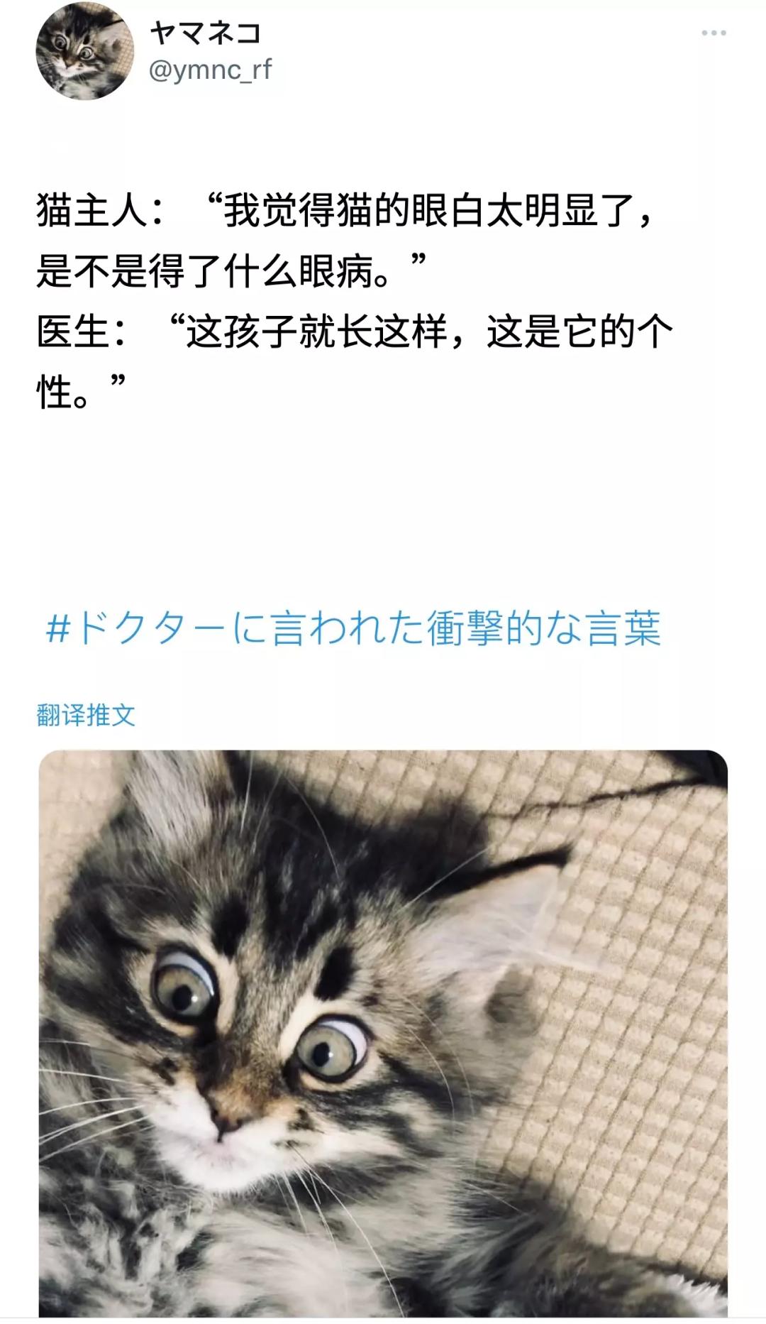 养仓鼠死亡事件,养的仓鼠突然死了