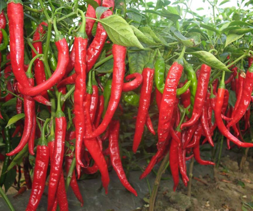 肛门周围潮湿瘙痒到底怎么治疗,肛门周围潮湿瘙痒是怎么治疗