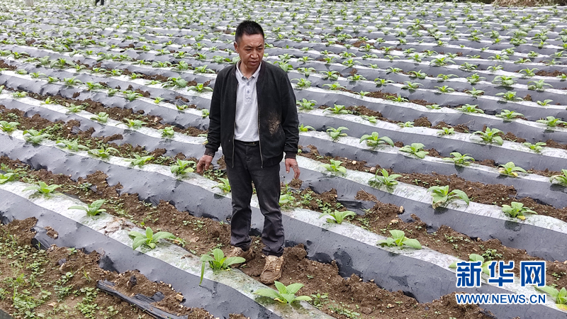 恩施州烟草公司有几个,恩施市鹤峰县烟草种植基地