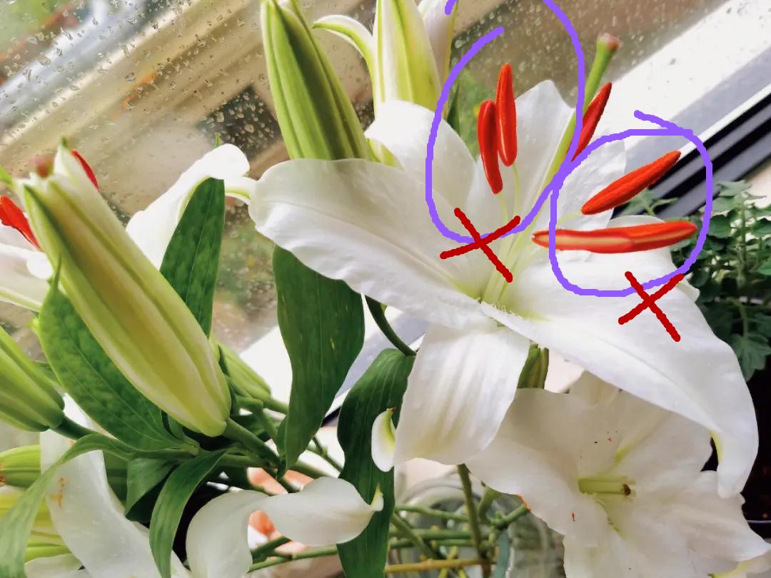 情人节收到的鲜花如何养护,女神节送什么花最好最合适