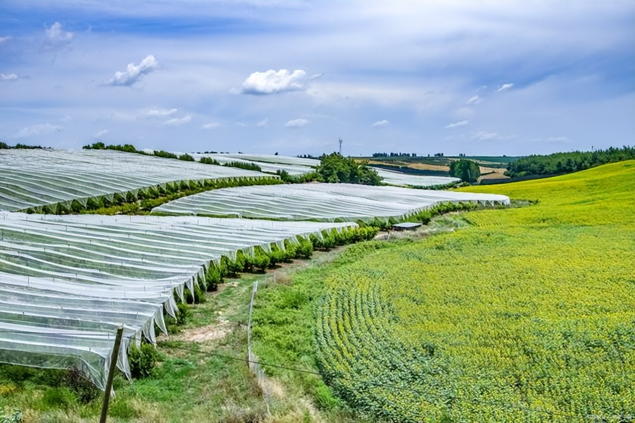 什么是现代农业什么是有机农业,现代农业与农村的区别