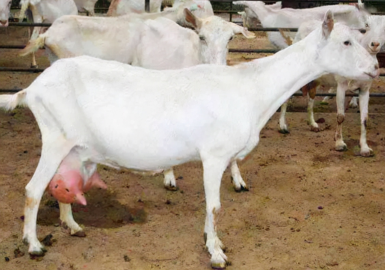 母羊乳房炎治疗方法,母羊乳房炎怎么治疗效果最好