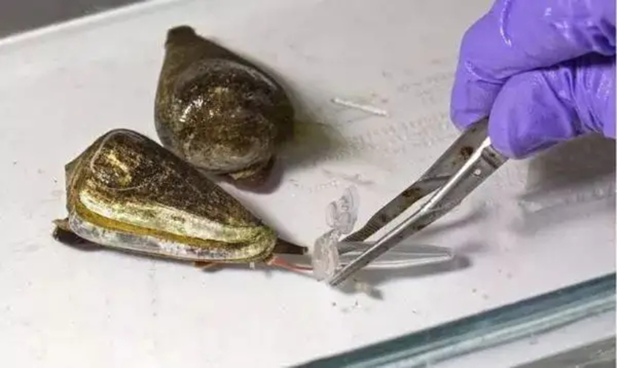 飞速前进的蜗牛：进化速度是哺乳动物的5倍，体内剧毒可毒死成人