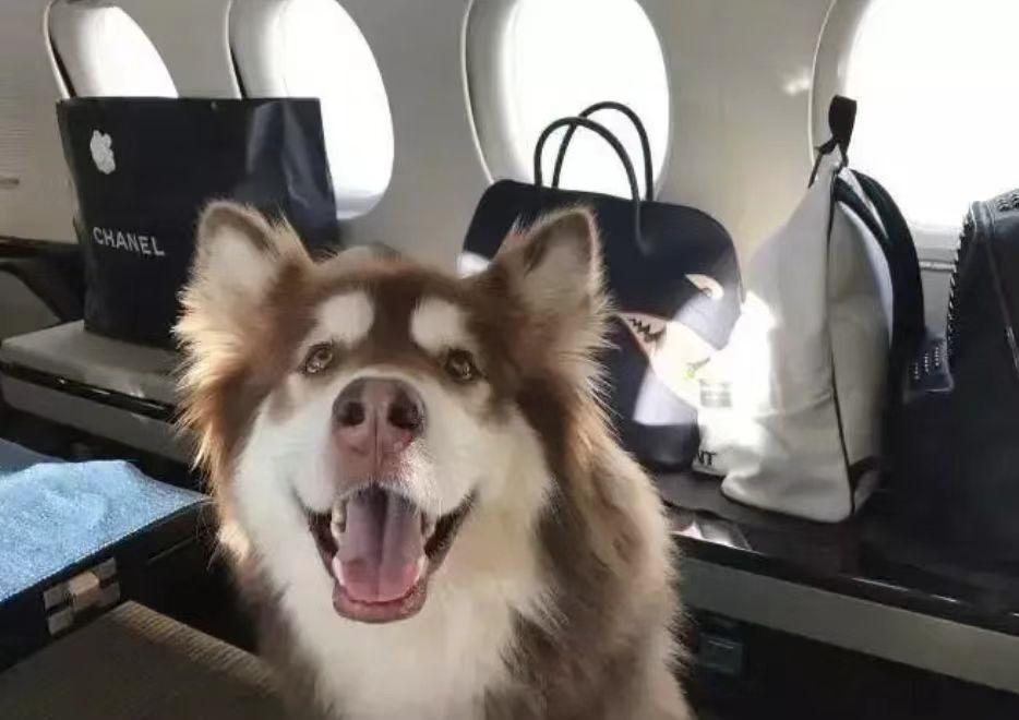 王思聪与他的宠物狗,王思聪卖宠物