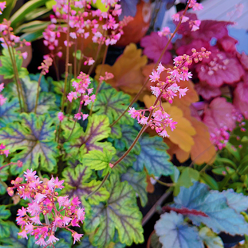 一楼小院简易小花园,100平米小院简单改造图