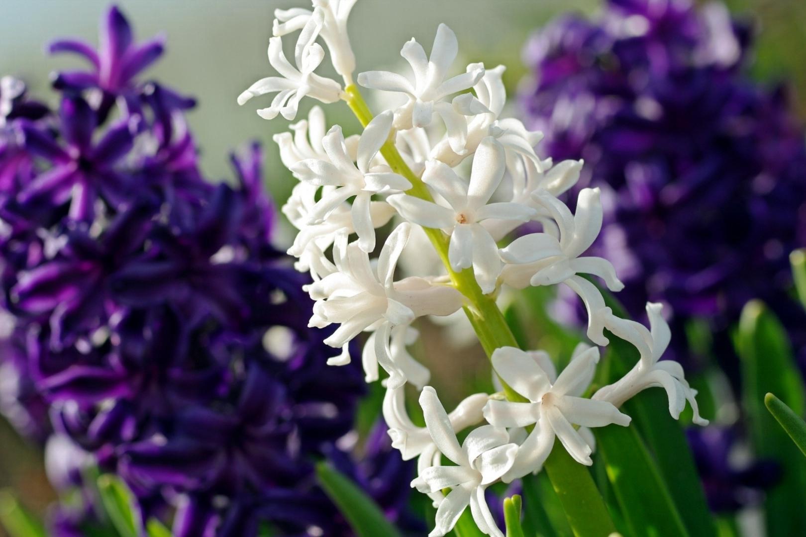 色卡里的春天,快来看~春天里开的花有哪些~