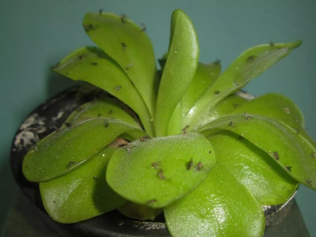 怎么杀花盆里的小黑飞最有效,消灭花盆里小黑飞最简单的方法