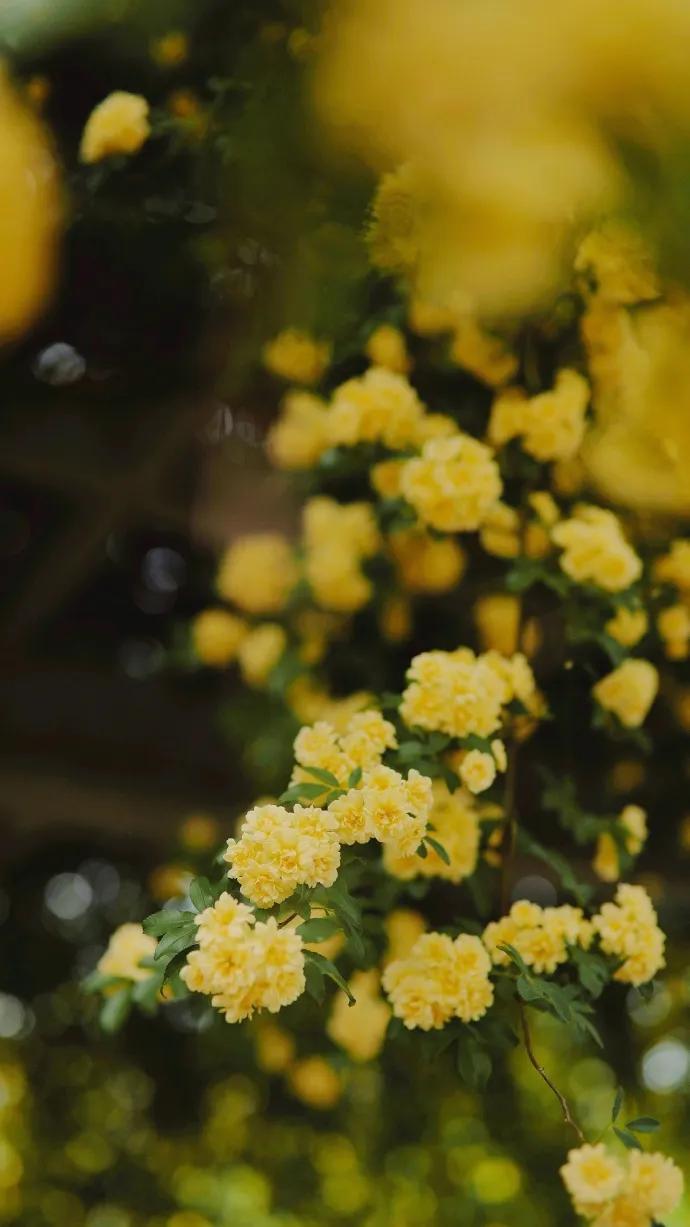 黄色碎花壁纸,白色郁金香花田壁纸