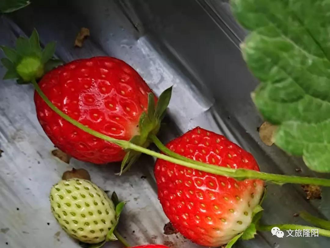 冬樱散场菜花香，蜂飞花间采蜜忙：用一天的时间去邂逅乡野风光