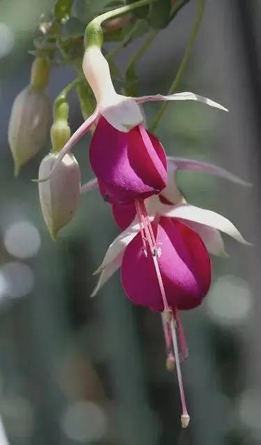 花朵壁纸横版,花朵招财壁纸