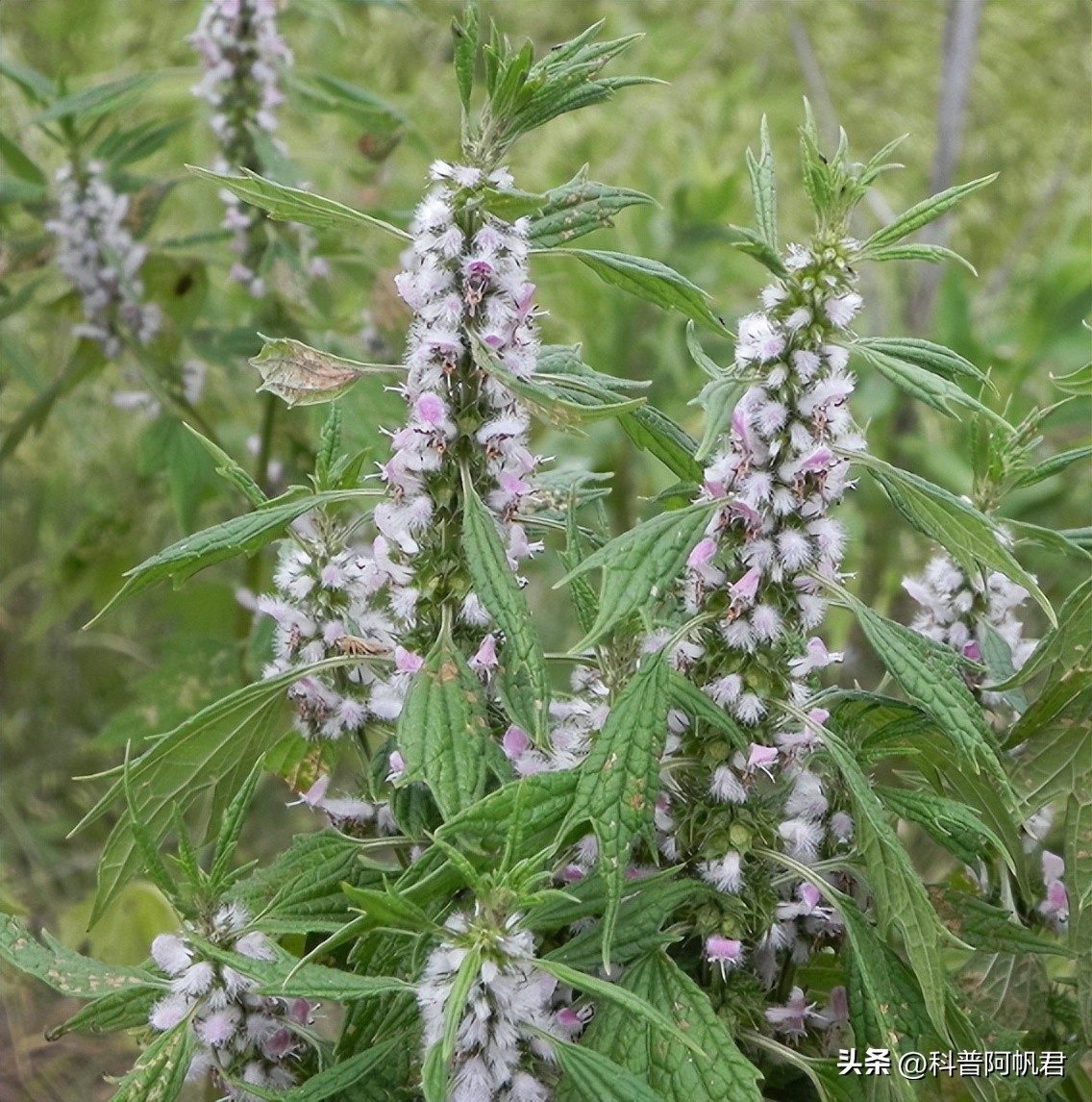 我们都知道月经不调，喝益母草，那么为什么益母草对月经有奇效？