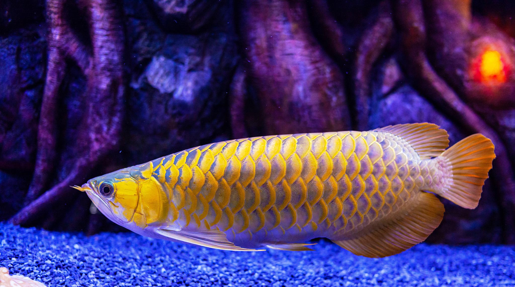 龙鱼逆鳞解决方法,龙鱼抢救技巧视频