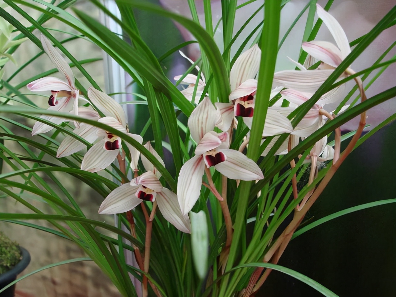 最香的五种兰花哪种兰花耐寒,春夏秋冬四季各是哪几个兰花品种