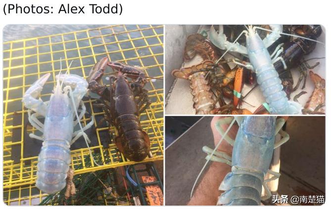 分享33种你可能从未见过的动物