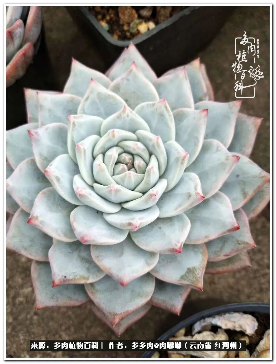 多肉组合美图大全,多肉对比图照片制作模板