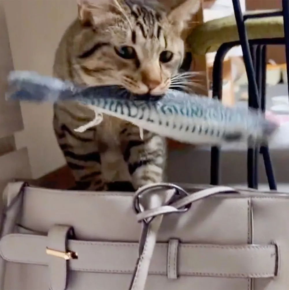 上班看到的可爱小猫,猫咪看到主人拿到自己的玩偶无语