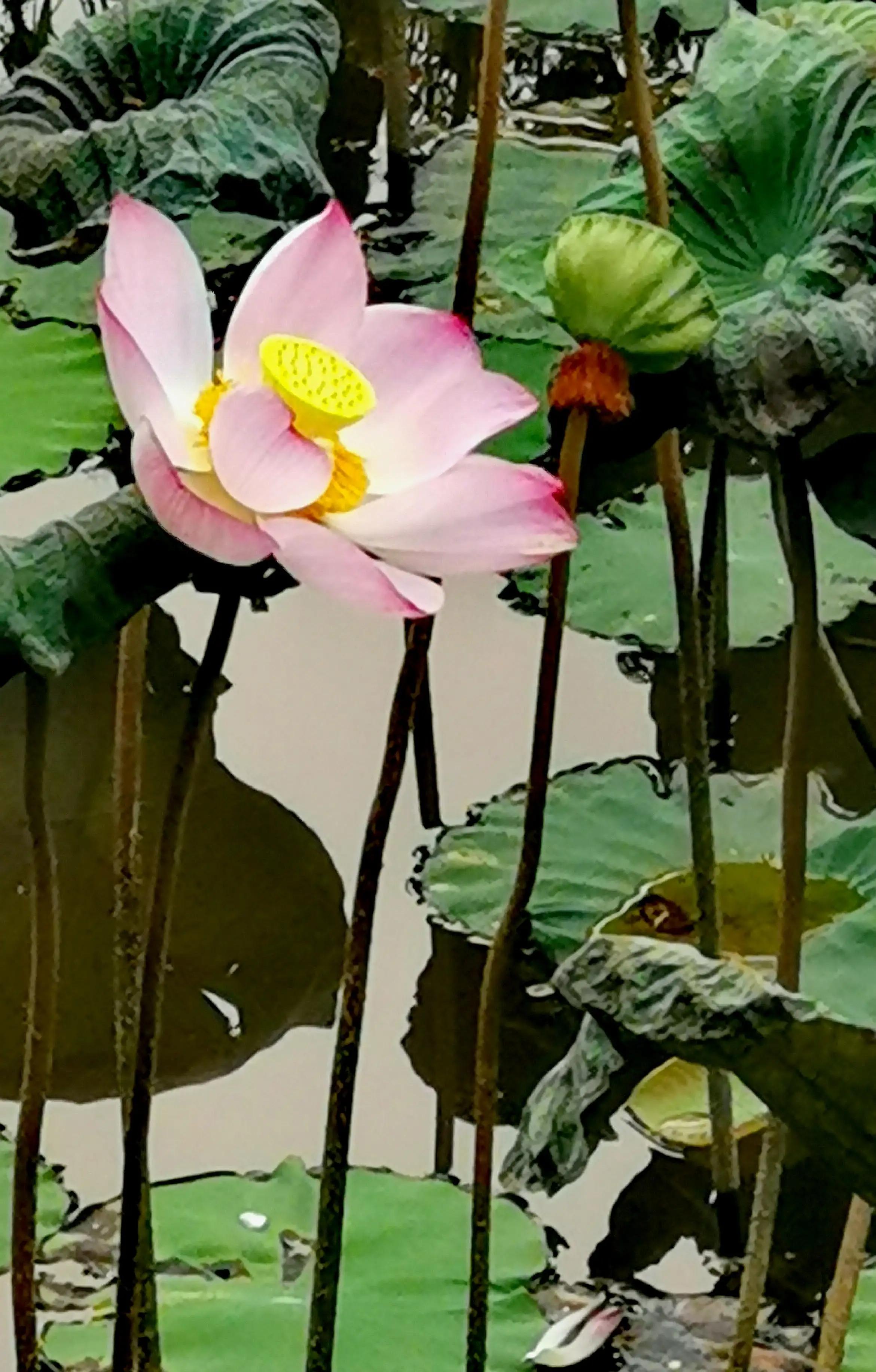 漳州市美丽的小镇,漳州长泰区旅游