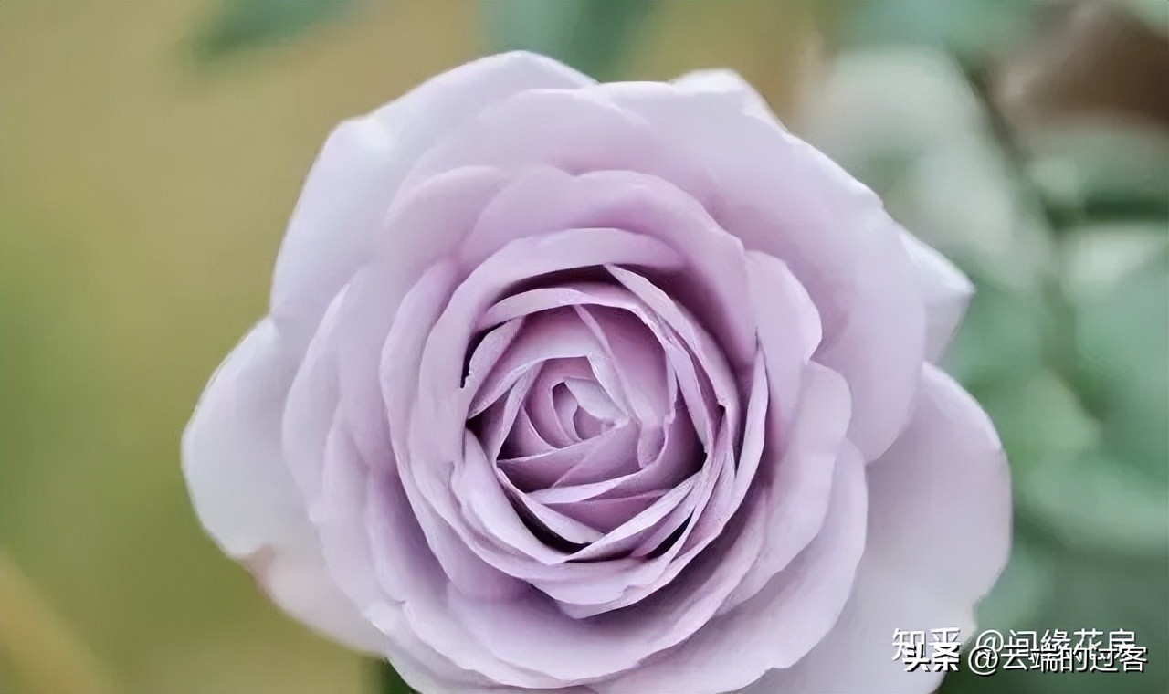 1到99朵玫瑰的含义图片,1到99朵玫瑰花语是什么