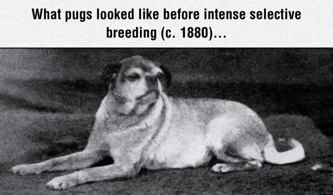 巴哥犬最大的特点,巴哥犬最令人头疼的5大缺点