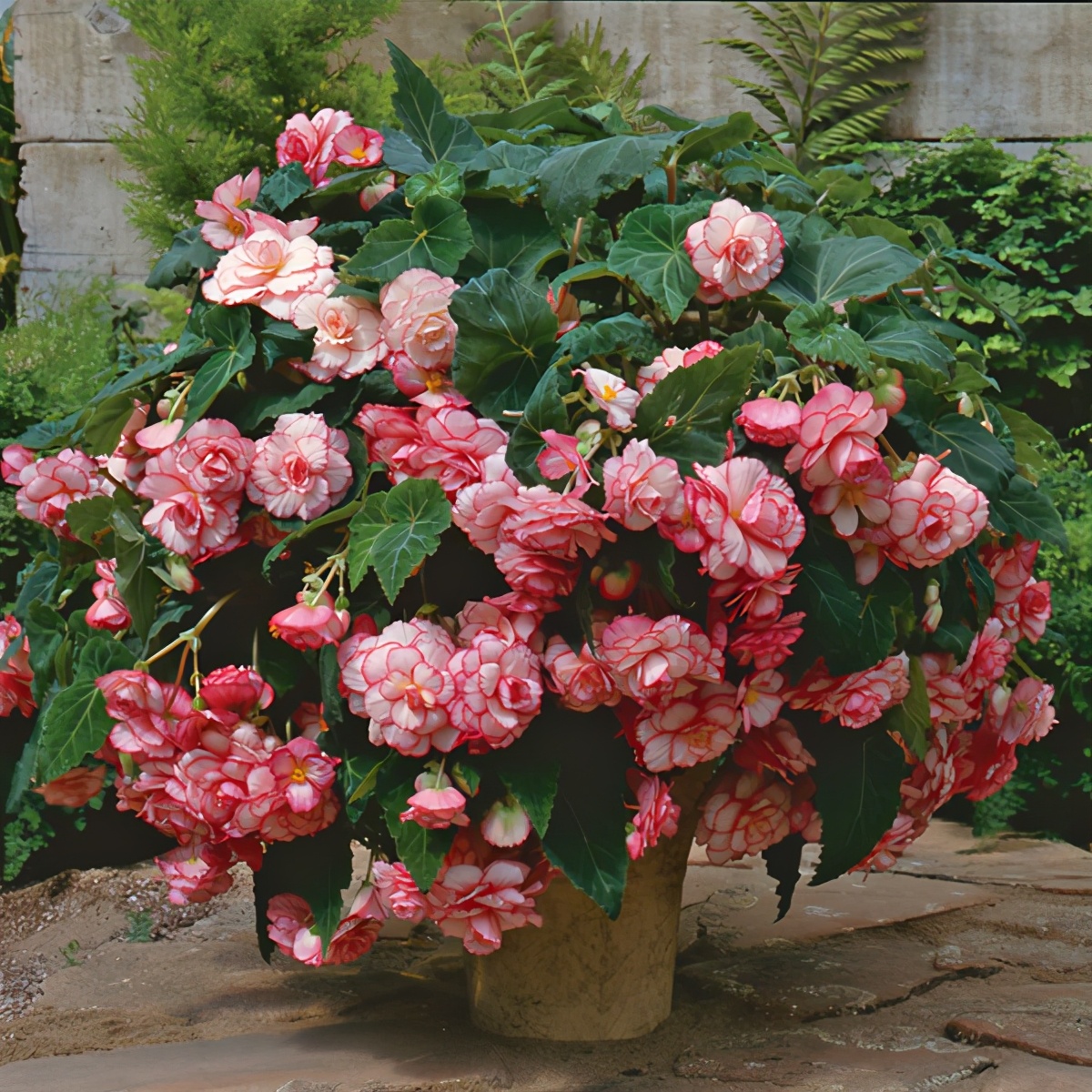 厨房里的养花神器,厨房适合养花的肥料