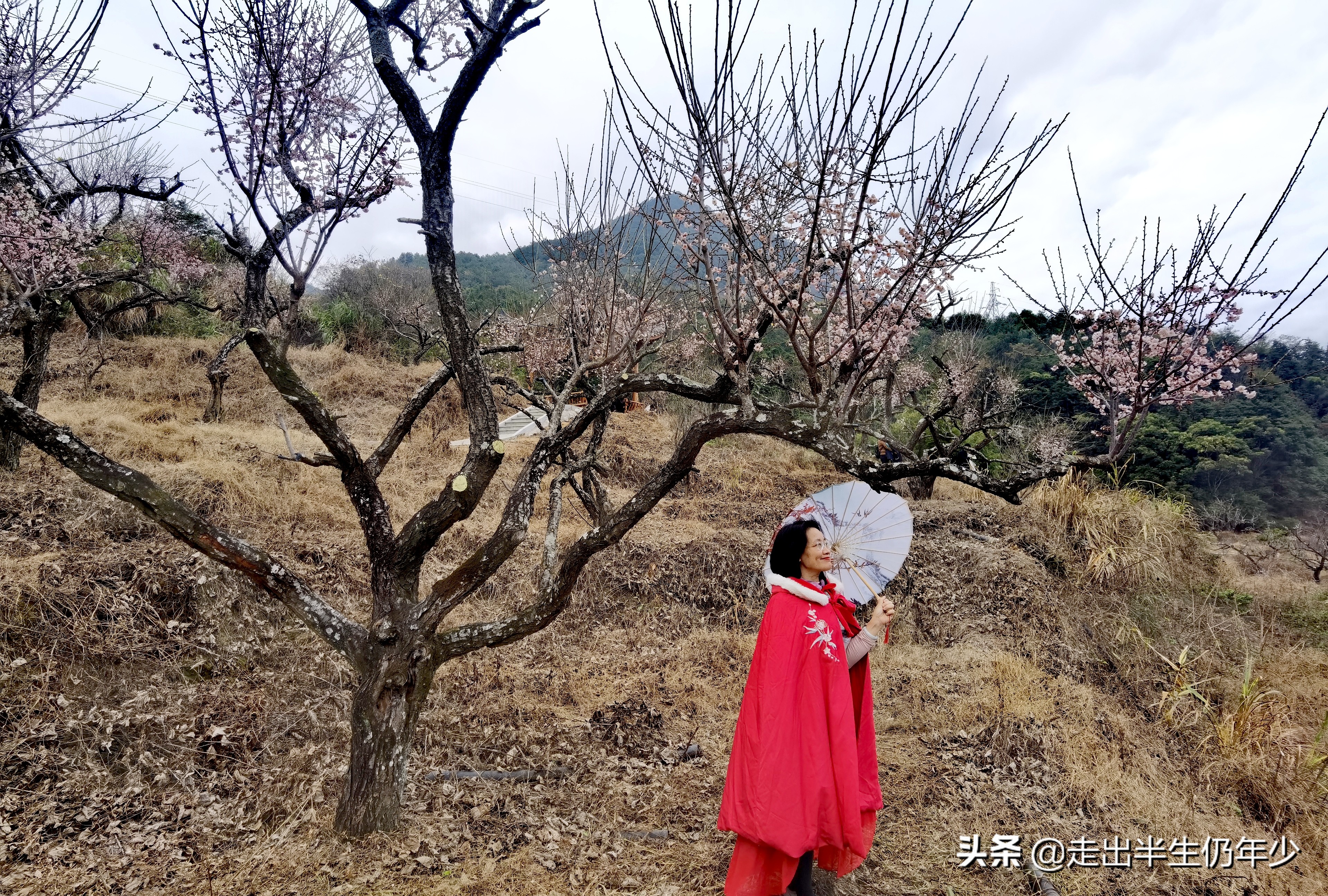 惠东梁化梅园今天开放吗,惠东旅游景点梁化梅园