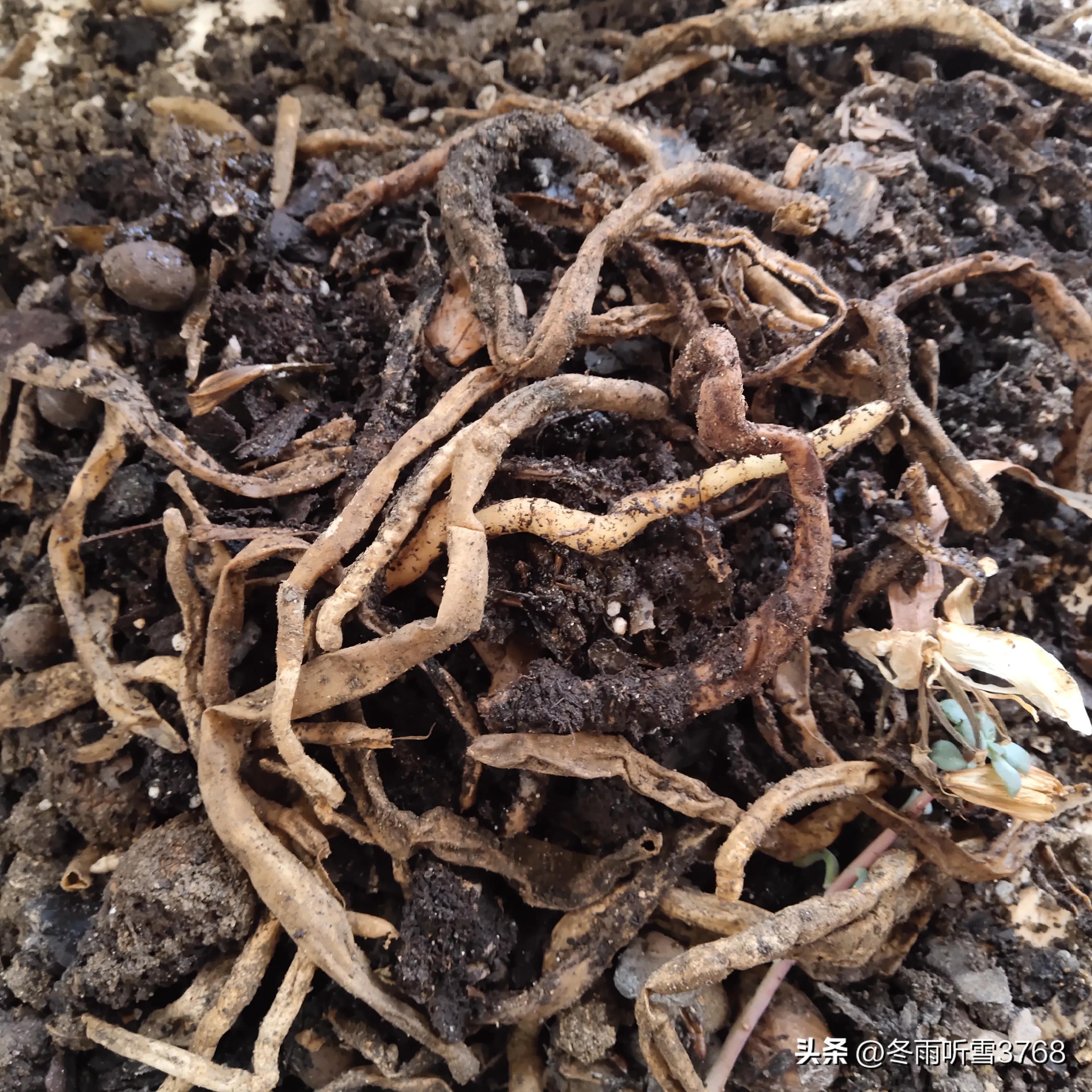 君子兰秋季换盆的最佳时间,现在是秋季君子兰换盆可以吗