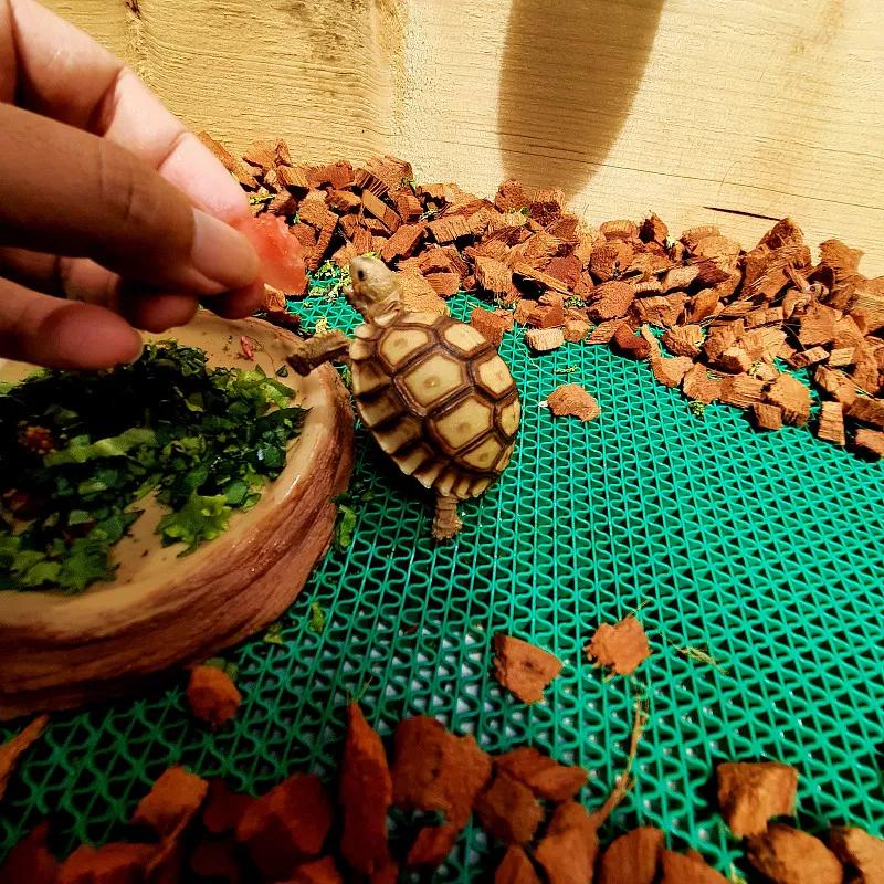 素食宠物食品,素食宠物零食有哪些品种