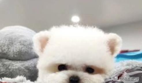 狗术后伤口愈合后内部水肿怎么办,狗狗手术后针眼里出脓水怎么处理