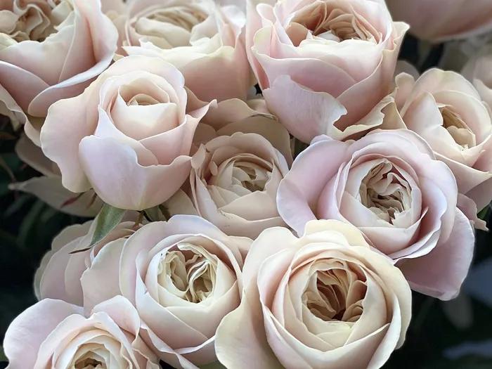 vip花束白玫瑰,vip切花