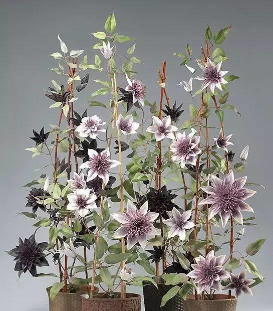 园丁的花园里开出了永生花,园丁永生花