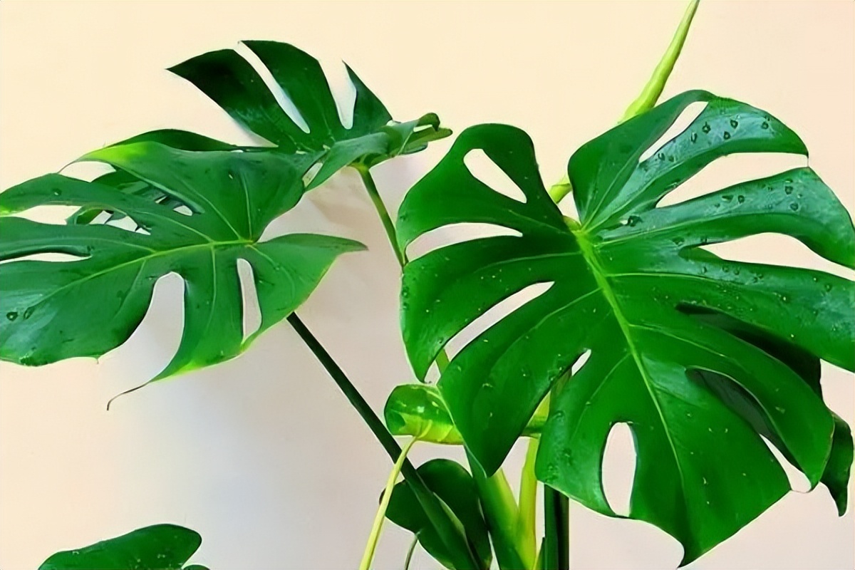 最适合放卧室的十种花四季常开,室内阳台最好养的10种花