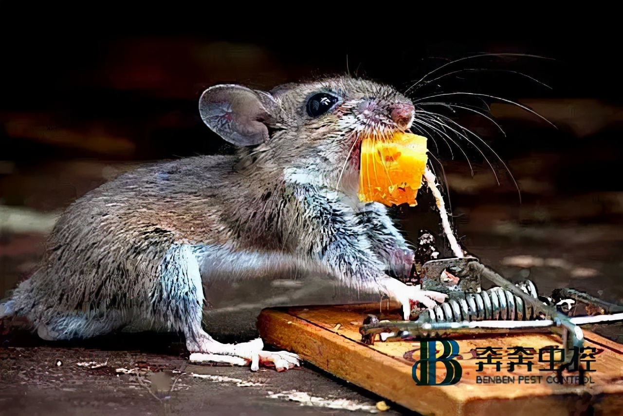 抓到老鼠怎么消灭老鼠,家里有老鼠怎么办才能彻底消灭