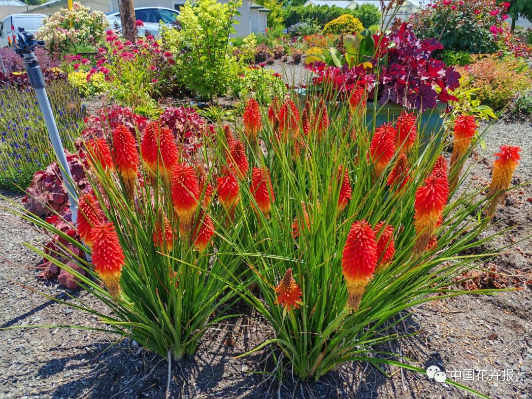 宿根花卉栽培,宿根花卉的栽培管理