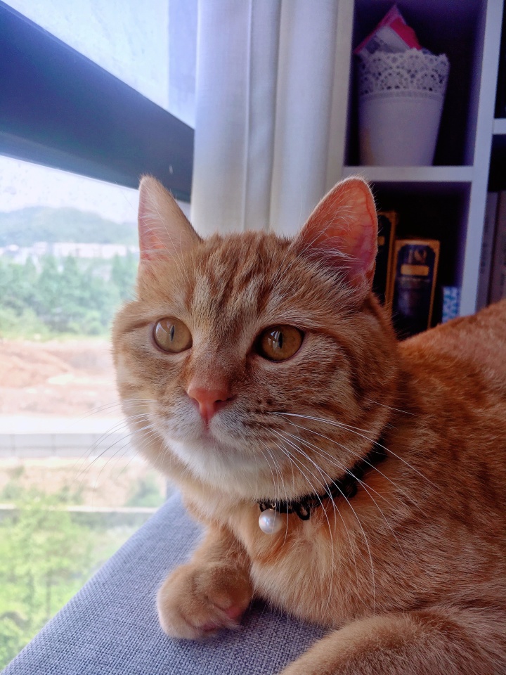 橘猫和中华田园猫哪个好养,橘猫田园猫好还是宠物猫好