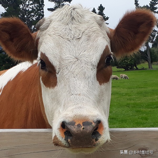 新西兰格伦诺基动物体验农场:一家以动物体验为主题的特色农场