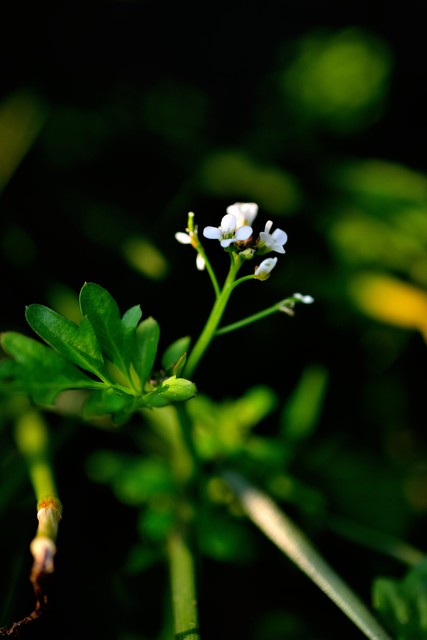 长篇励志小说《活在长冬也美丽》第十章做“鸡”