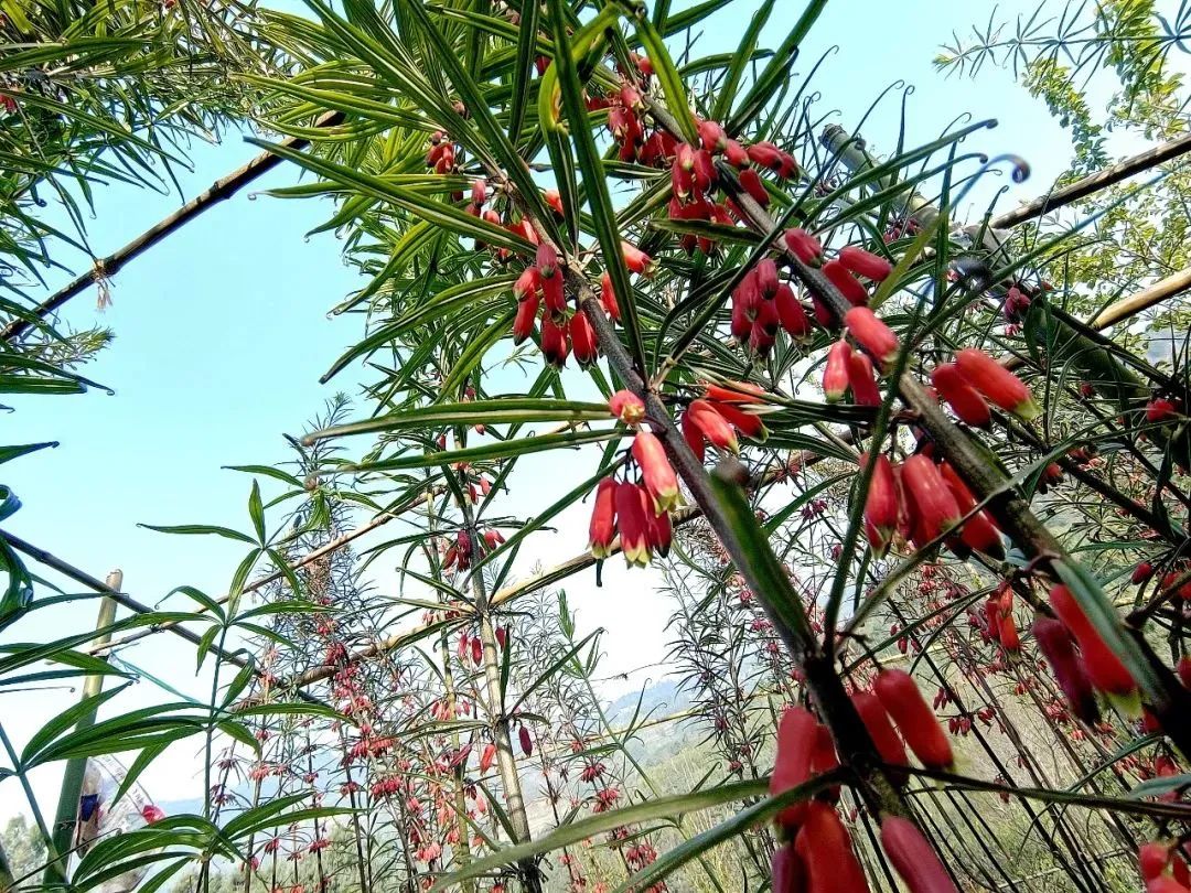 今年冬天的第一顿养生局安排！个旧的它“出土”啦！