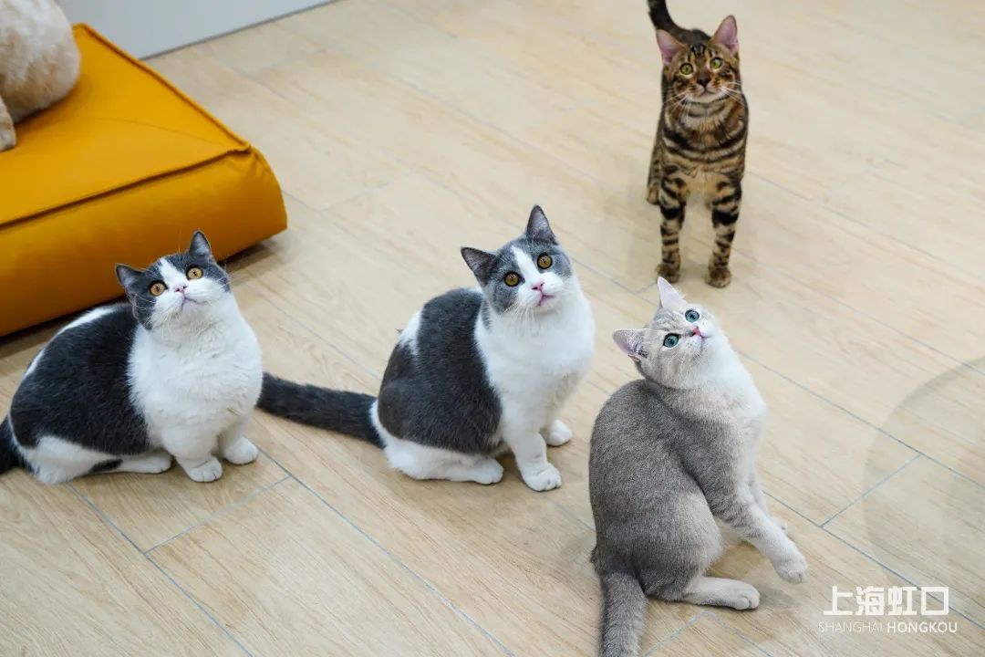 狗道宠物上海嘉定店,狗道宠物百联南方店