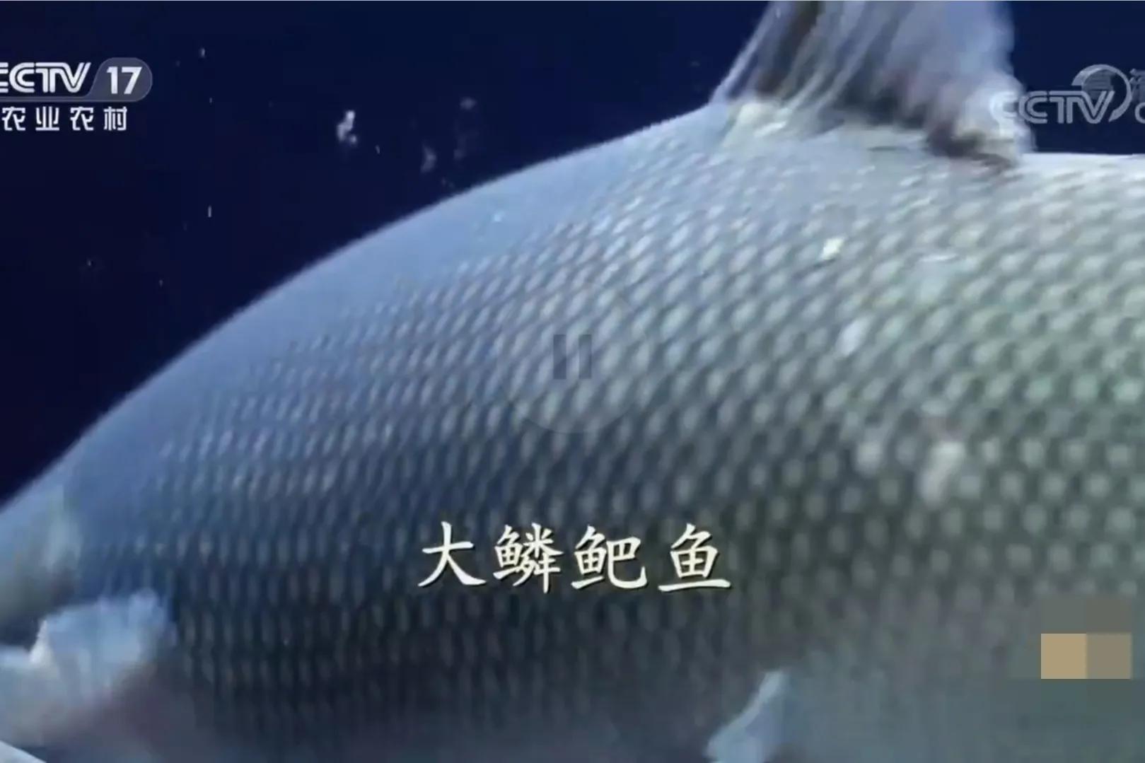 承包鱼塘也能年入百万,男子承包鱼塘后续