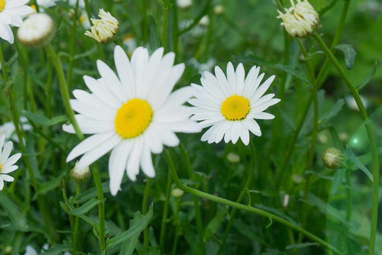 一生清醒却活得孤独的星座,专治抑郁的五大星座