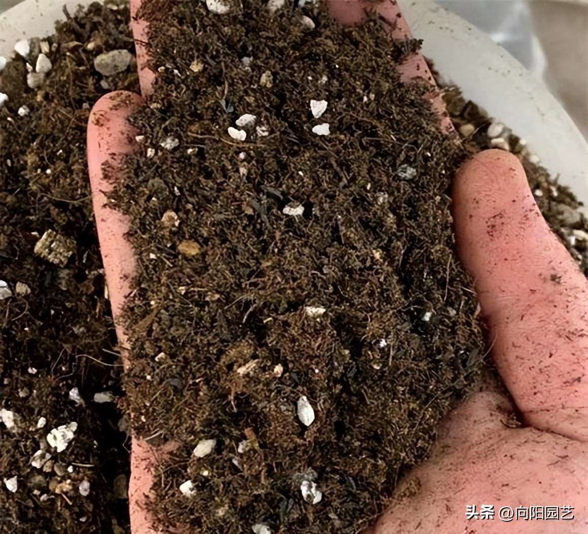 进口泥炭土哪个好,进口十大泥炭土排行