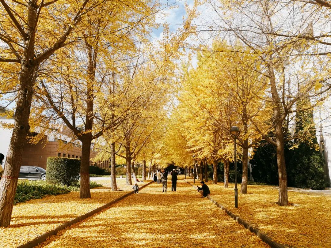 一位985高材生的抑郁康复经历,抑郁症985大学生