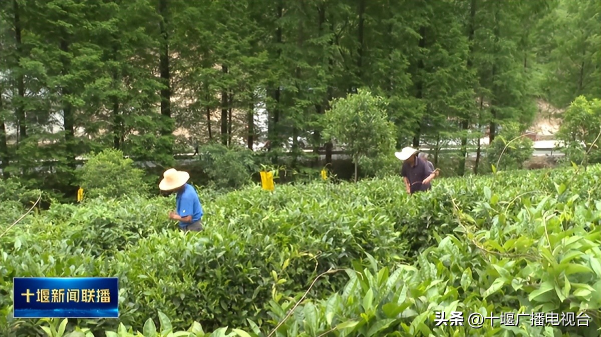 种茶致富带头人个人事迹,出生茶农世家的男人