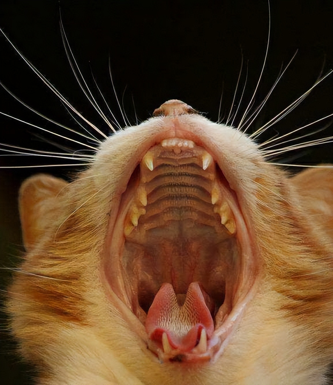 老祖宗教你选猫,老祖宗留下的风水诀100条