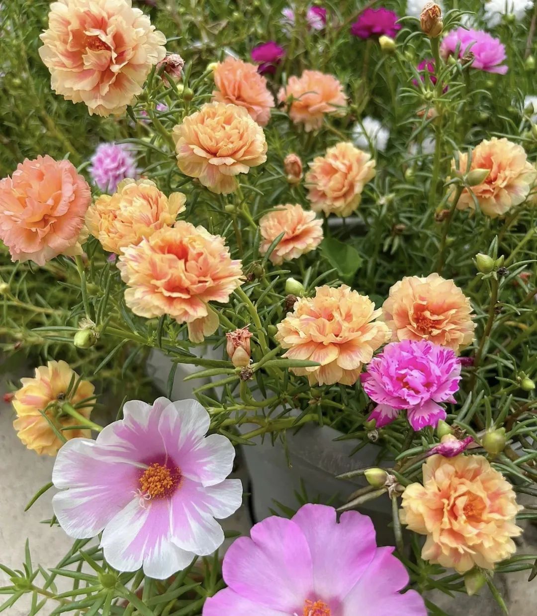 这5种花就喜欢水,5种花夏季缺水