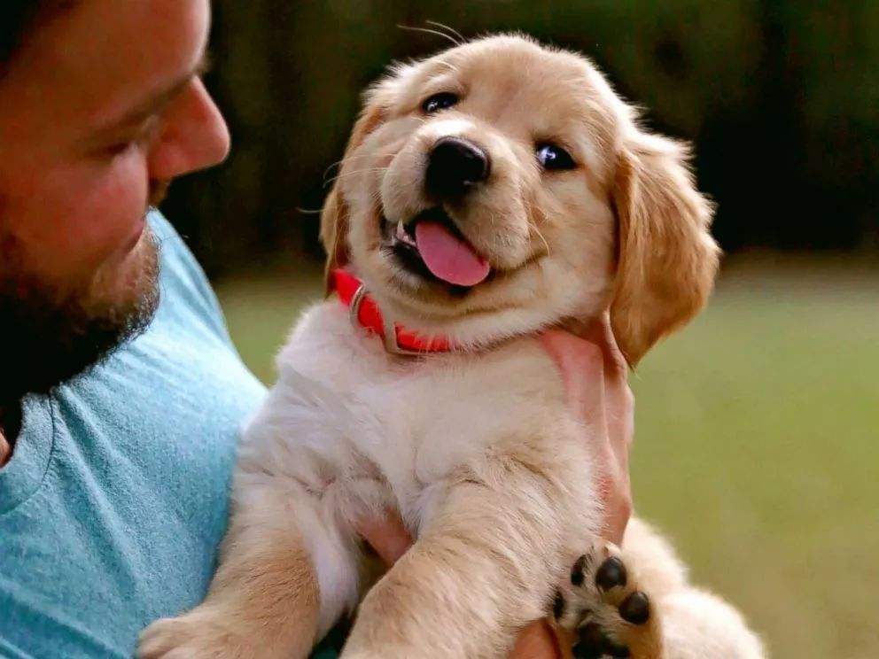 狗的名字是决定性格吗,狗狗名字的特点