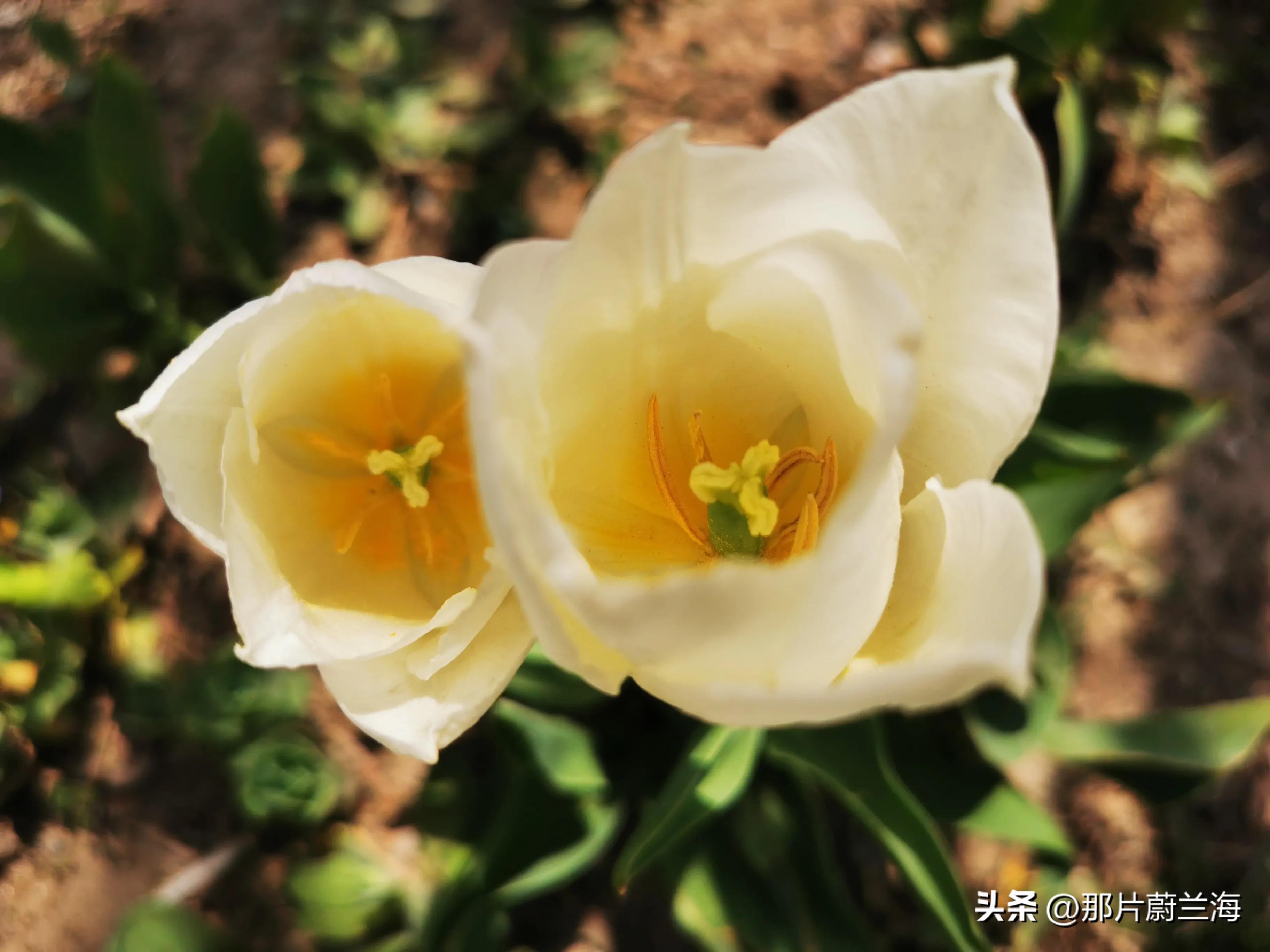 郁金香的花语最浪漫的,郁金香浪漫花语